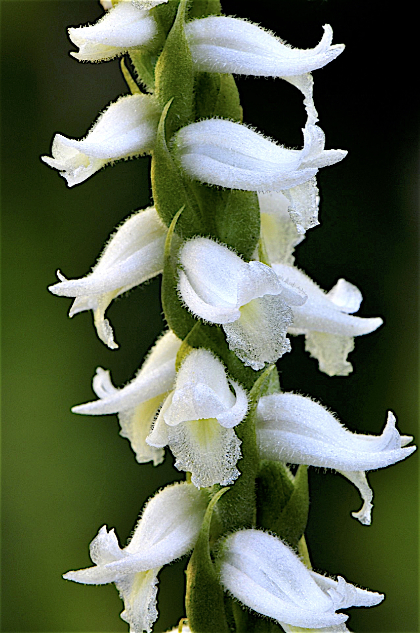 Fragrant Ladies’-Tresses  (Spiranthes odorata)