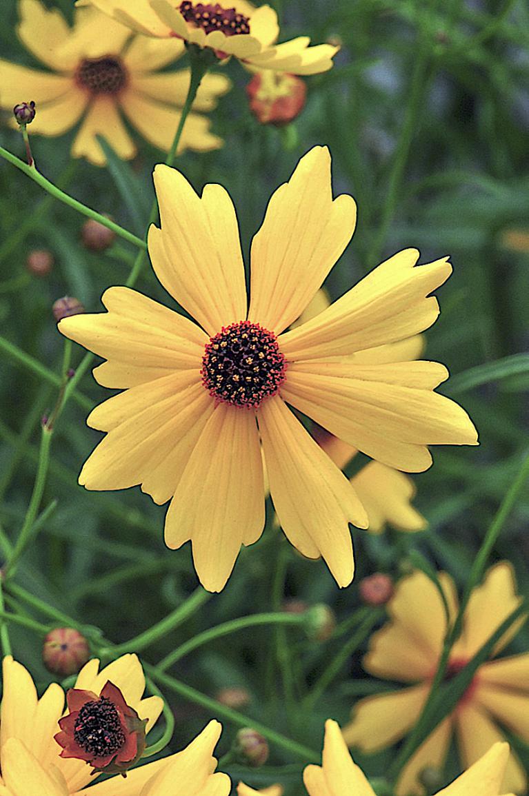 Leavenworth’s Tickseed (Coreopsis leavenworthii)