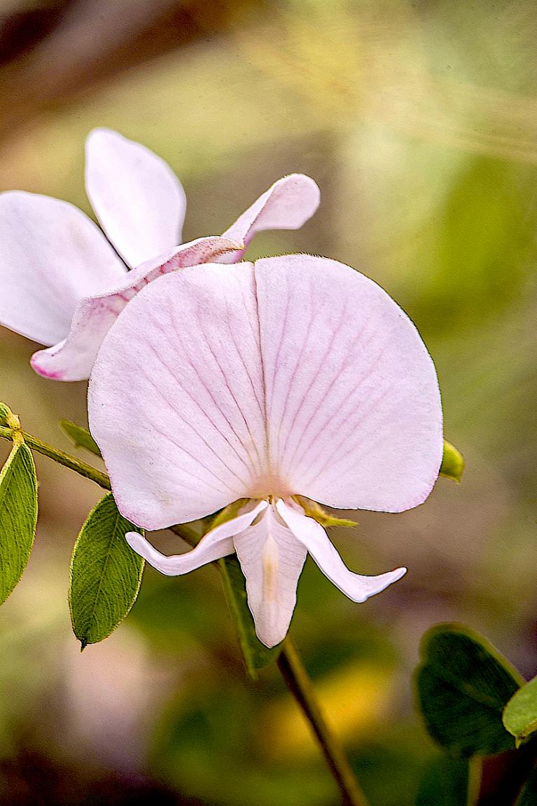 Rugel’s Hoarypea (Tephrosia rugelii)