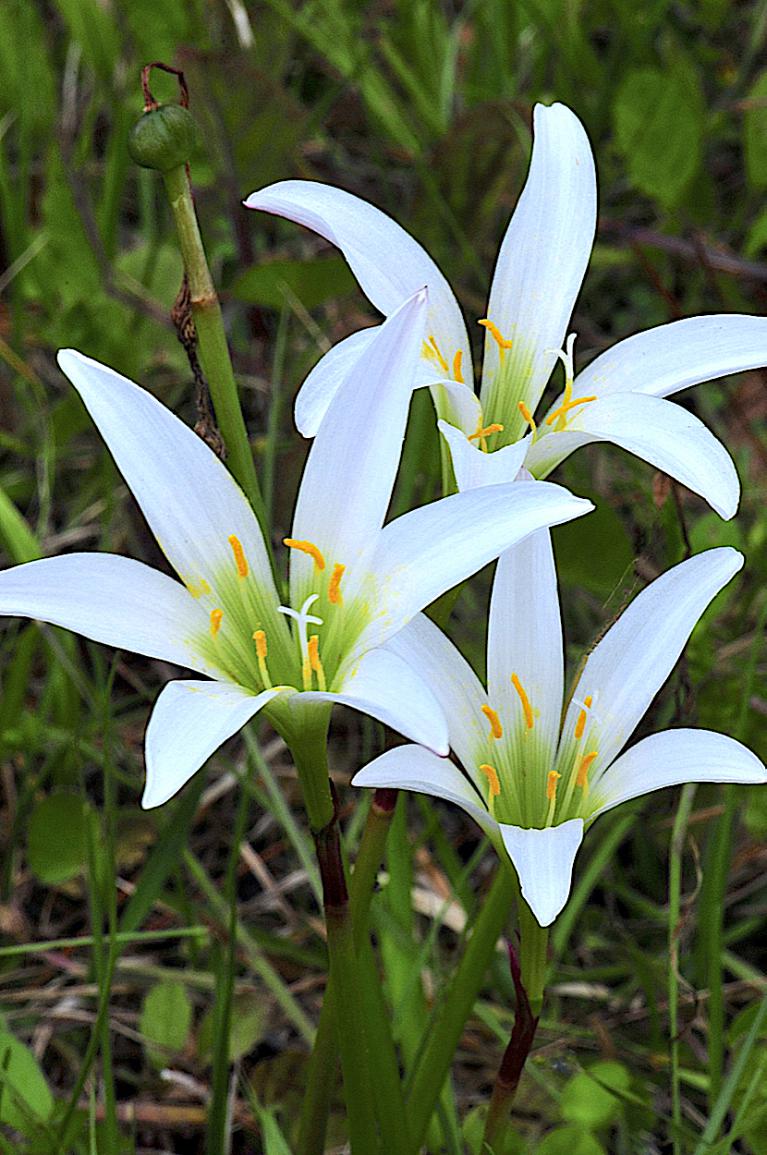  Treat’s Zephyrlily (Zephyranthes atamasca var. treatiae)